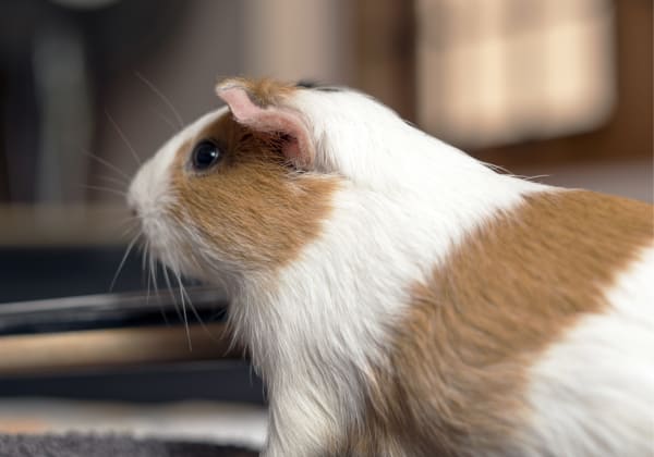 Welcome to Lafayette Companion Animal Hospital | Lafayette Vet Welcome to Lafayette Companion Animal Hospital | Lafayette Vet