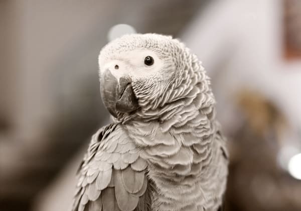 Welcome to Lafayette Companion Animal Hospital | Lafayette Vet Welcome to Lafayette Companion Animal Hospital | Lafayette Vet
