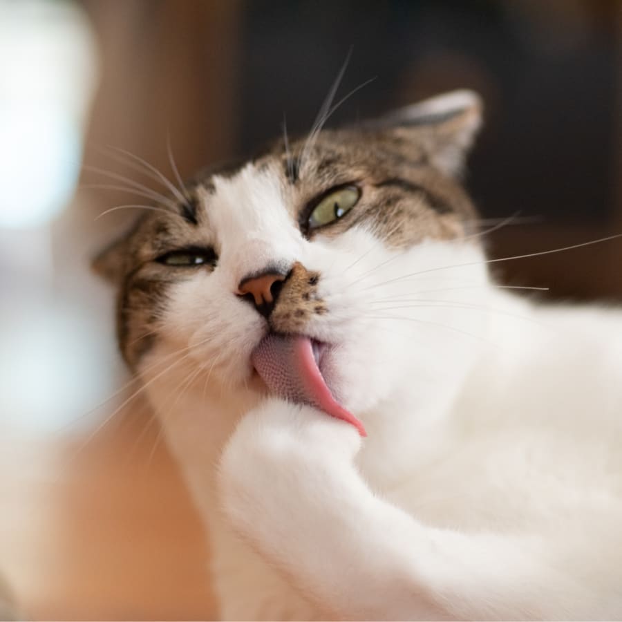 Internal Medicine Vet in Boulder County for Cats & Dogs